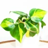 Philodendron Brasil