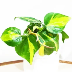 Philodendron Brasil