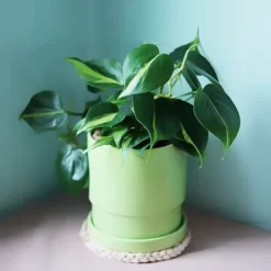 Philodendron Brasil -The Tree Center Philodendron Brasil 3 copy jpg webp