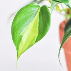 Philodendron Brasil -The Tree Center Philodendron Brasil 4 copy jpg webp