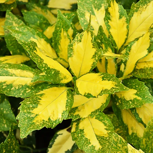 Spotted Japanese Aucuba 2 Spotted Japanese Aucuba - Image 2