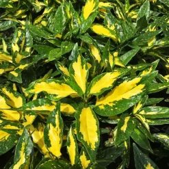 Spotted Japanese Aucuba 6 Spotted Japanese Aucuba -The Tree Center Picturata Aucuba 2 copy 600x600 1