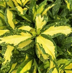 Spotted Japanese Aucuba 7 Spotted Japanese Aucuba -The Tree Center Picturata Aucuba 3 copy 600x603 1