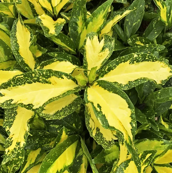 Spotted Japanese Aucuba 4 Spotted Japanese Aucuba - Image 4