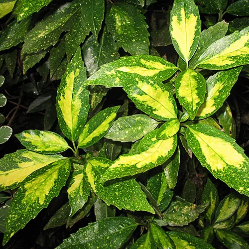 Spotted Japanese Aucuba 1 Spotted Japanese Aucuba