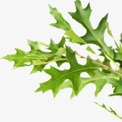 Pin Oak Tree -The Tree Center Pin Oak Tree 7G 04 jpg 600x600 1