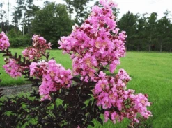 Pink Pearl Black Diamond Crape Myrtle