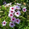 Pink Bower Vine