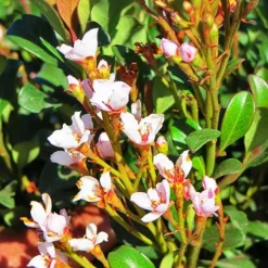 Pink Dancer Indian Hawthorn -The Tree Center Pink Dancer Indian Hawthorn 3 copy jpg
