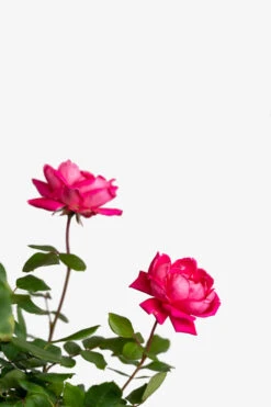 Pink Double Knock Out® Rose -The Tree Center Pink Double Knock Out Rose 3G 05 600x900 1