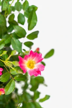 Pink Drift® Rose - Tree Form -The Tree Center Pink Drift Rose Tree Form 5G 03 600x900 1