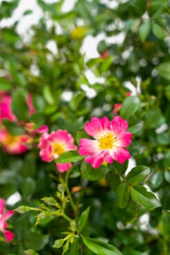 Pink Drift® Rose - Tree Form -The Tree Center Pink Drift Rose Tree Form 5G 05 600x900 1