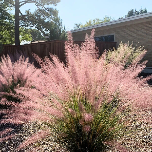 Pink Flamingos Muhly Grass 3 Pink Flamingos Muhly Grass - Image 3