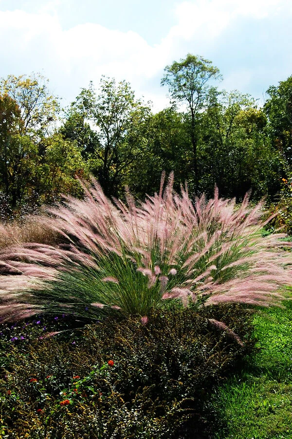 Pink Flamingos Muhly Grass 2 Pink Flamingos Muhly Grass - Image 2