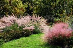 Pink Flamingos Muhly Grass
