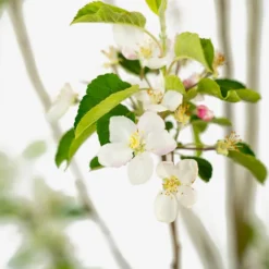 Pink Lady Apple Tree -The Tree Center Pink Lady Apple Tree 5G 03 copy 600x600 1