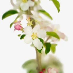 Pink Lady Apple Tree -The Tree Center Pink Lady Apple Tree 5G 06 copy 600x600 1