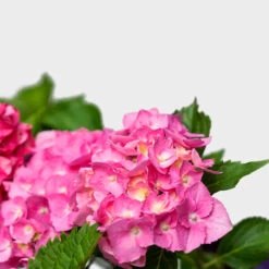 Pink Parfait Bigleaf Hydrangea