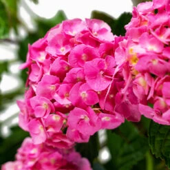 Pink Parfait Bigleaf Hydrangea -The Tree Center Pink Parfait Bigleaf Hydrangea 5G 05 copy 600x600 1