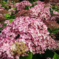 Pinkerella Hydrangea -The Tree Center Pinkerella Hydrangea 1 copy 600x600 1