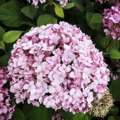 Pinkerella Hydrangea -The Tree Center Pinkerella Hydrangea 1.1 copy 600x600 1