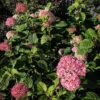 Pinkerella Hydrangea