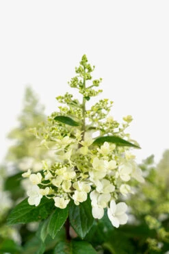 Pinky Winky® Hydrangea -The Tree Center Pinky Winky Hydrangea 3G 02 600x900 1