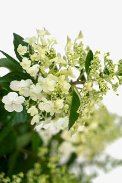 Pinky Winky® Hydrangea -The Tree Center Pinky Winky Hydrangea 3G 03 600x900 1