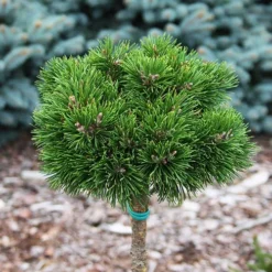 Dwarf Mountain Pine - Tree Form