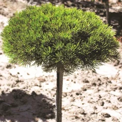 Dwarf Mountain Pine - Tree Form -The Tree Center Pinus Mugo Gnome STD 2 copy jpg