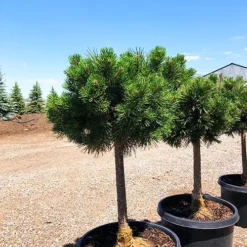 Dwarf Mountain Pine - Tree Form -The Tree Center Pinus Mugo Gnome STD 3 copy jpg