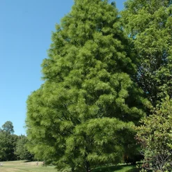 Pond Cypress -The Tree Center Pond Cypress 1 copy jpg