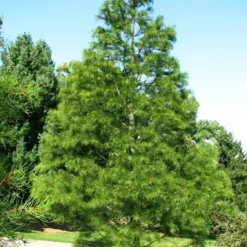 Pond Cypress -The Tree Center Pond Cypress 2 copy jpg