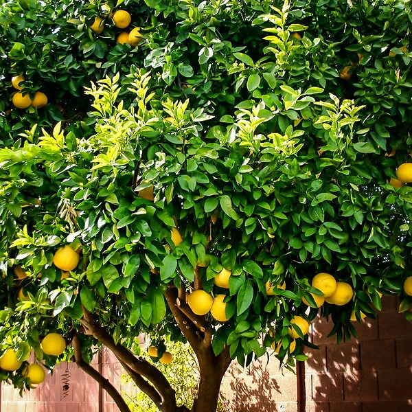 Ponderosa Lemon Tree 2 Ponderosa Lemon Tree - Image 2