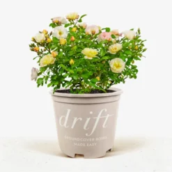 Popcorn Drift® Rose -The Tree Center Popcorn Drift Rose 3G 01 2 jpg 600x600 1