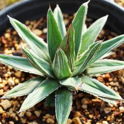 Porcupine Agave -The Tree Center Porcupine Agave 1.1 copy jpg