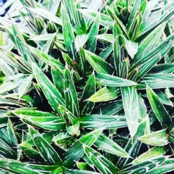 Porcupine Agave -The Tree Center Porcupine Agave 4 copy jpg webp