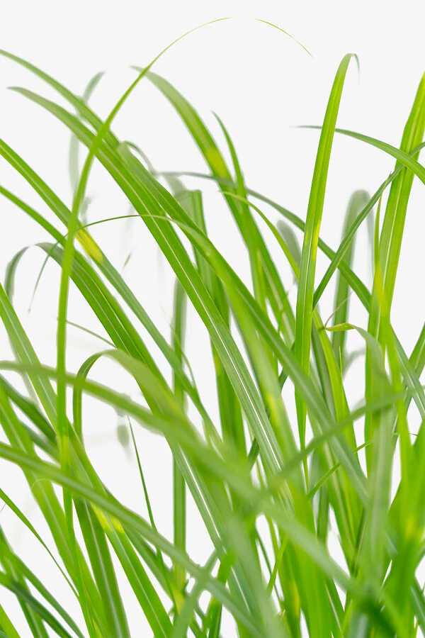 Porcupine Grass 1 Porcupine Grass