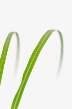 Porcupine Grass 8 Porcupine Grass -The Tree Center Porcupine Grass 3G 05 copy 600x900 1