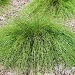 Prairie Dropseed -The Tree Center Prairie Dropseed 4 copy jpg webp