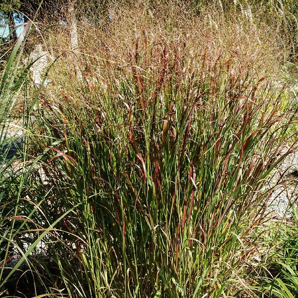 Prairie Flame Switch Grass 3 Prairie Flame Switch Grass - Image 3