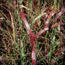 Prairie Flame Switch Grass