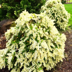 Prelude Pieris -The Tree Center Prelude Pieris 1 copy 600x600 1