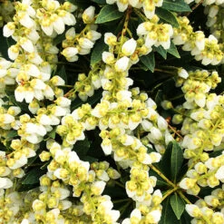 Prelude Pieris
