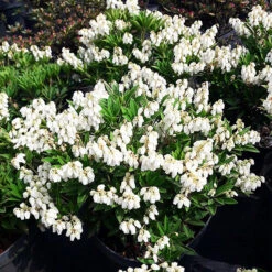 Prelude Pieris -The Tree Center Prelude Pieris 3 copy 600x600 1