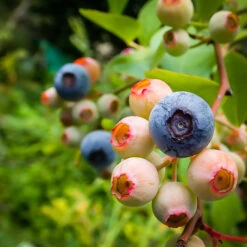 Premier Blueberry Bush -The Tree Center Premier Blueberry 03 600x600 1