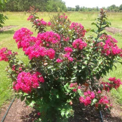 Princess Lyla™ Crape Myrtle 6 Princess Lyla™ Crape Myrtle -The Tree Center Princess Lyla Crape Myrtle 1 copy 600x600 1