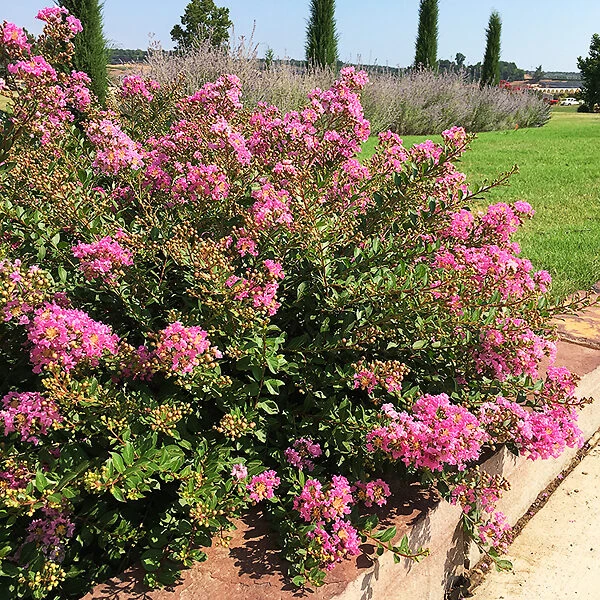 Princess Lyla™ Crape Myrtle 2 Princess Lyla™ Crape Myrtle - Image 2