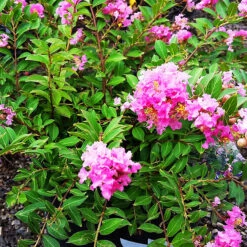 Princess Lyla™ Crape Myrtle 7 Princess Lyla™ Crape Myrtle -The Tree Center Princess Lyla Crape Myrtle 3 copy 600x600 1