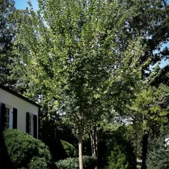 Princeton Elm Tree -The Tree Center Princeton Elm 3 copy jpg